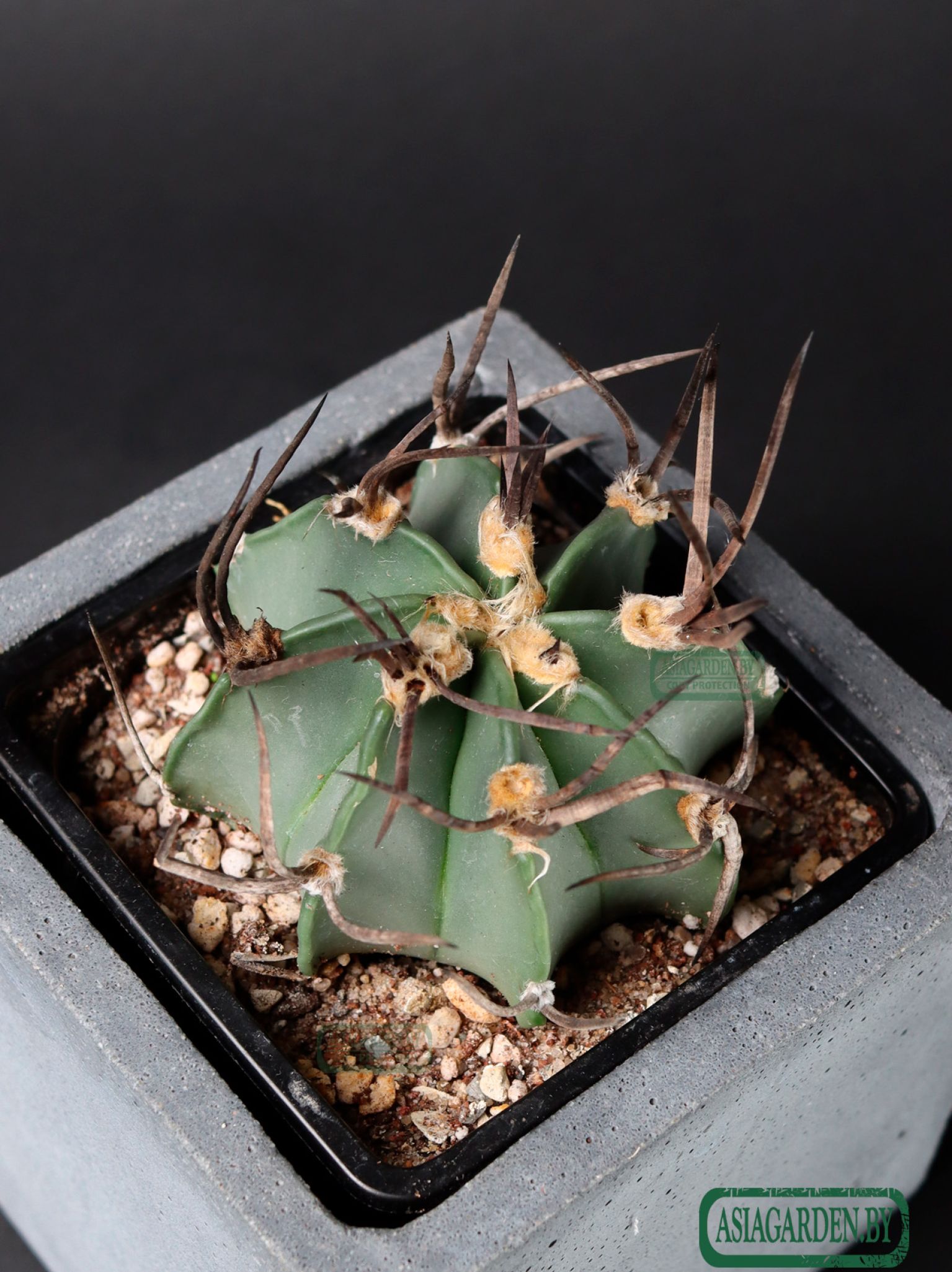 Astrophytum capricorne f. crassispinum