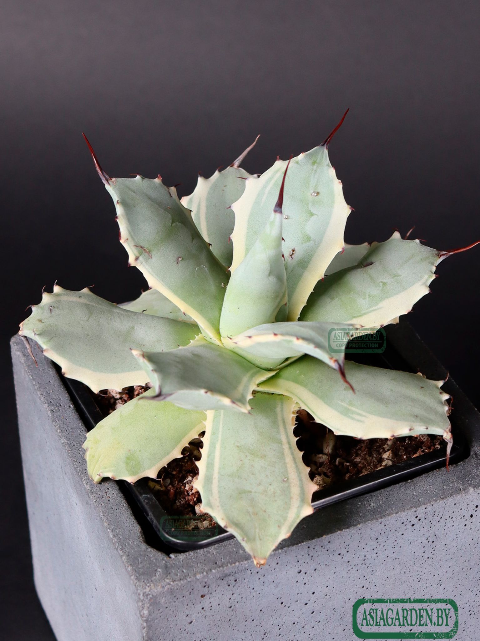 Agave isthmensis Kabutogani Variegata