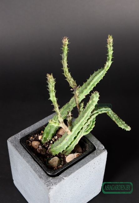 Stapelia