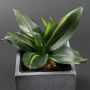 Sansevieria trifasciata 'Hahnii Green Mould'