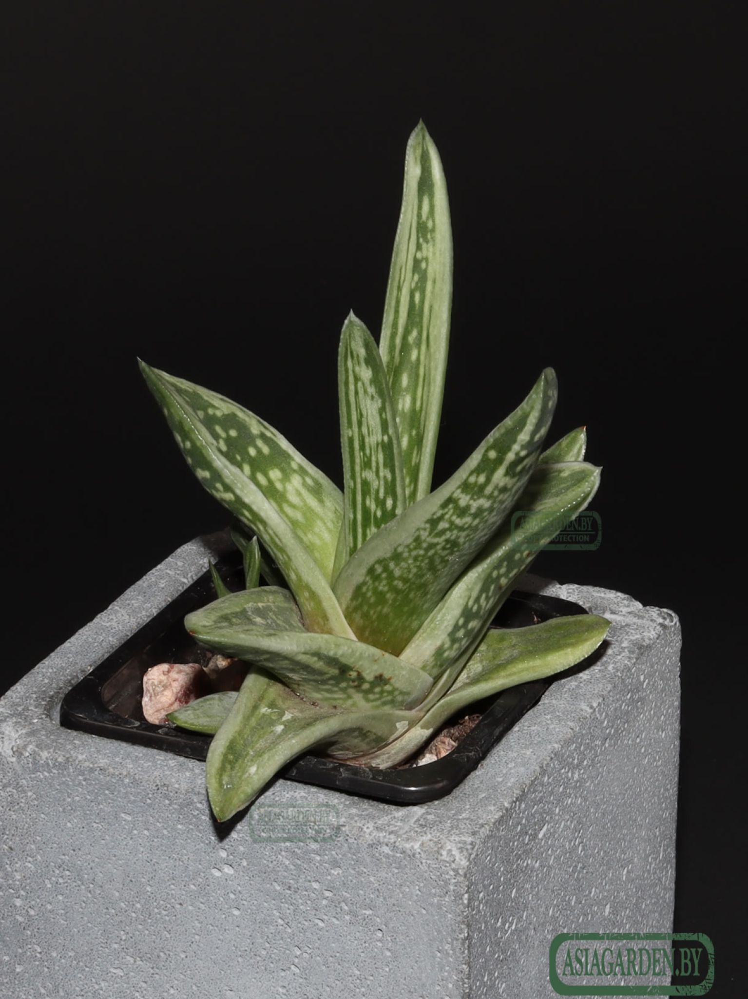 Гастерия cv. Green Ice