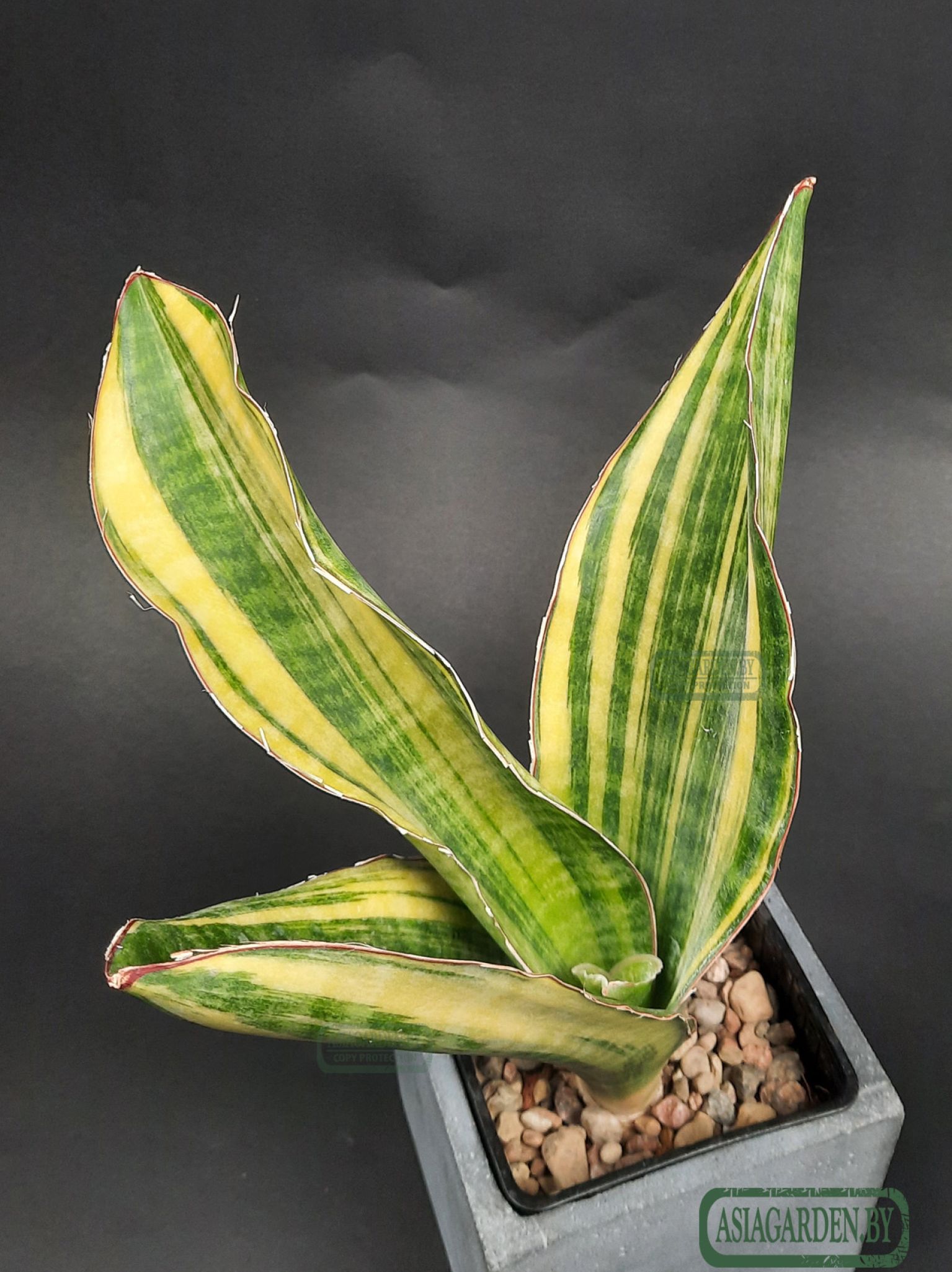Sansevieria 'Black Rose'