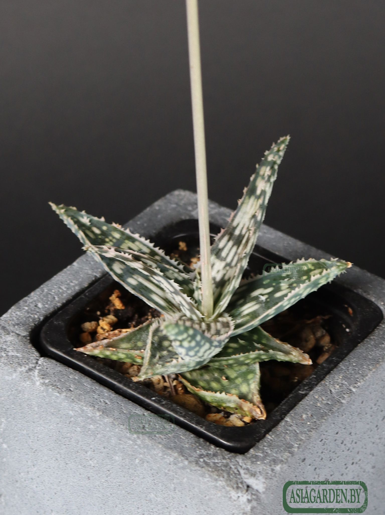 Aloe 'Christmas Carol'