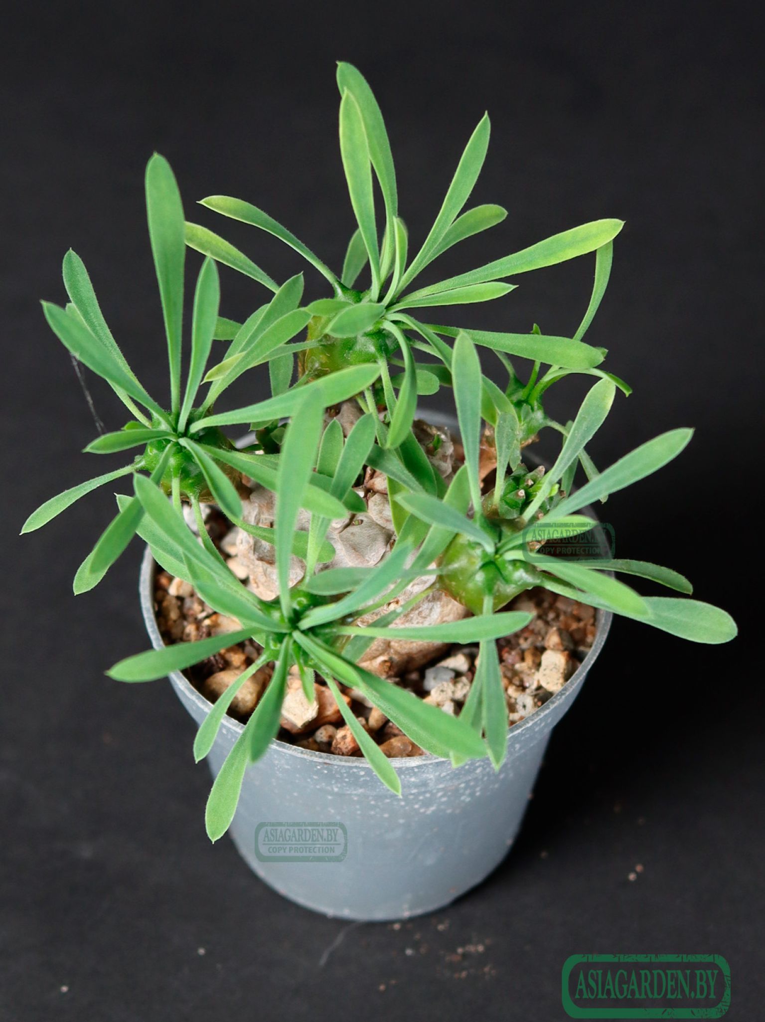 Euphorbia japonica