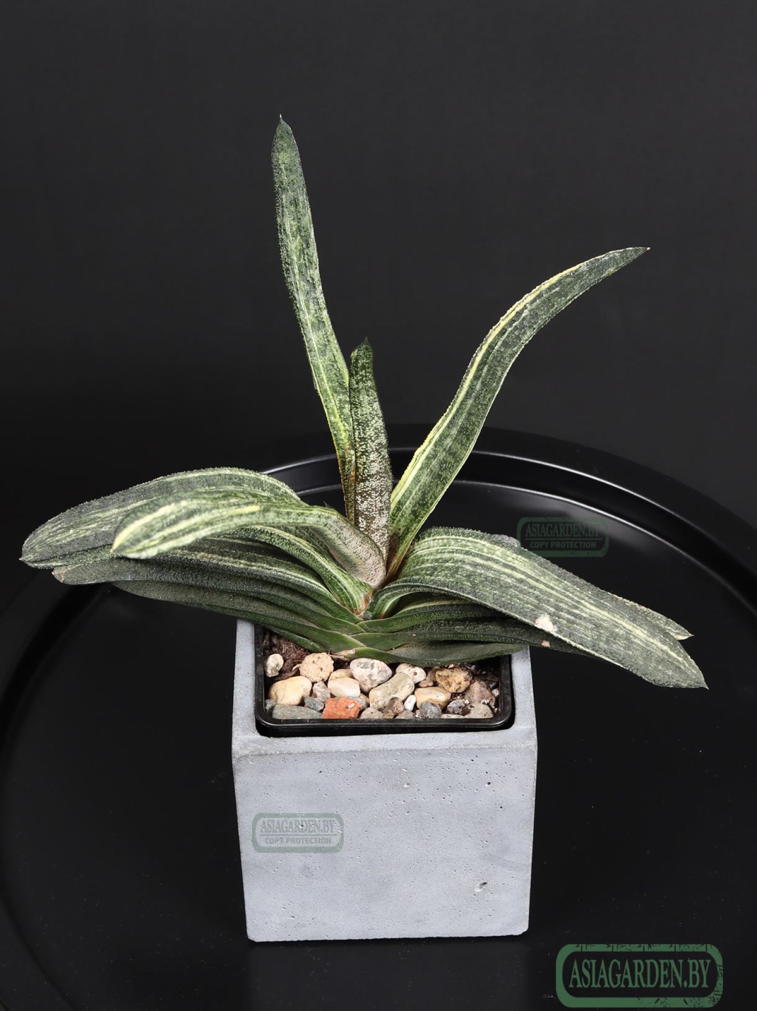 Gasteria batesiana