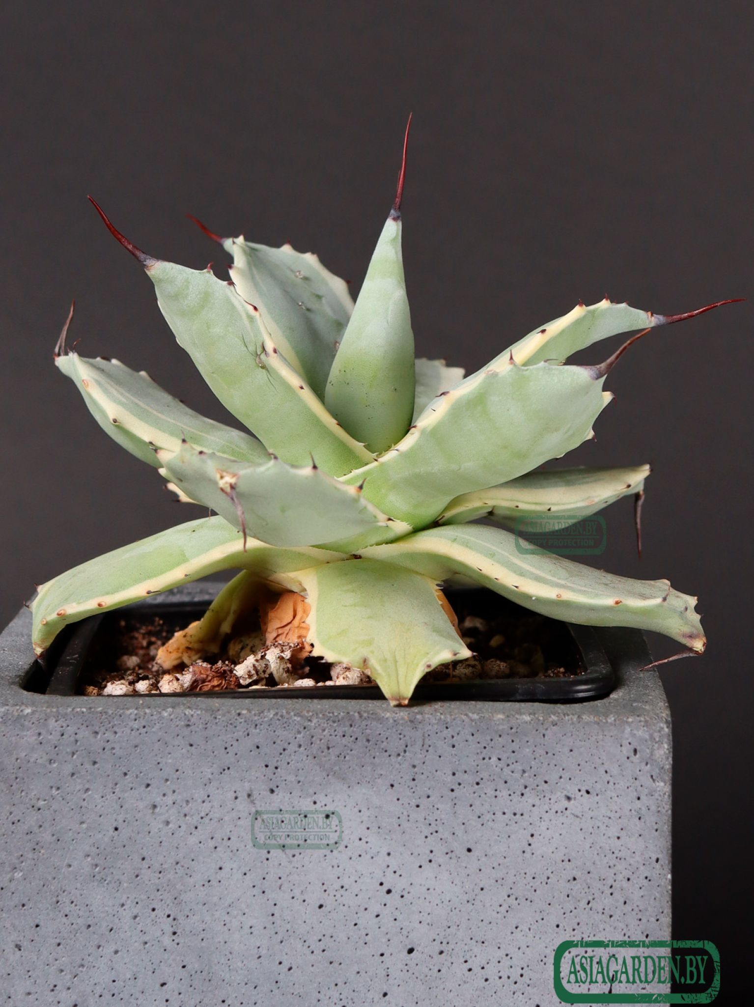 Agave isthmensis Kabutogani Variegata