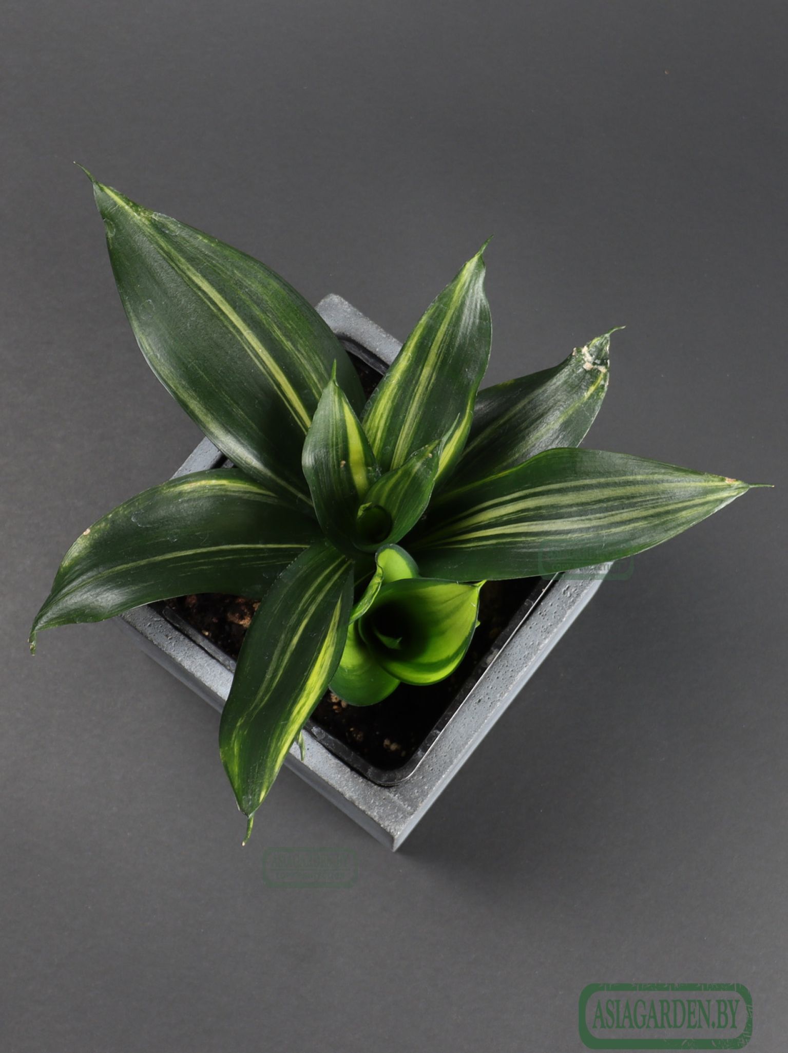 Sansevieria trifasciata 'Hahnii Green Mould'