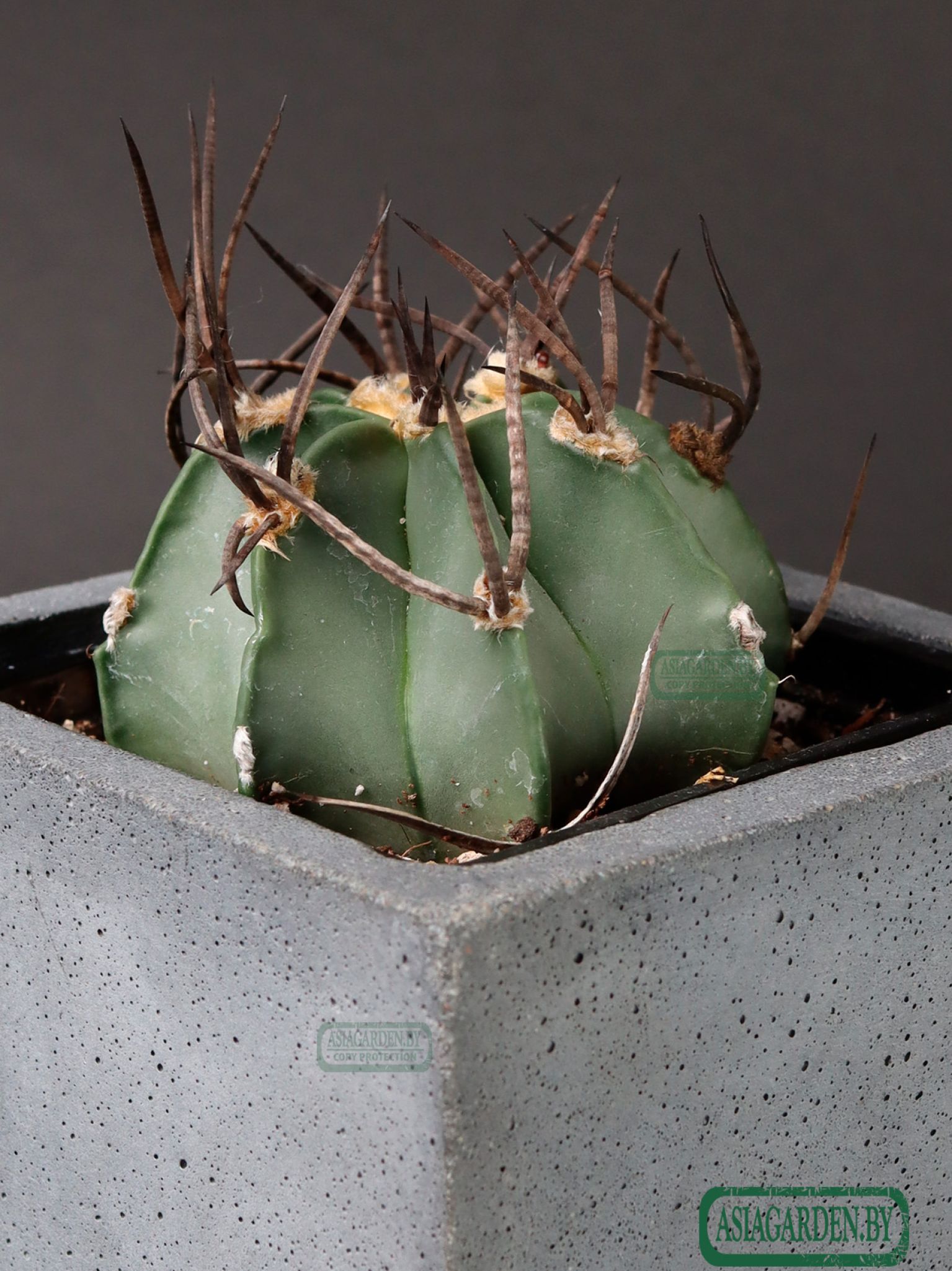 Astrophytum capricorne f. crassispinum