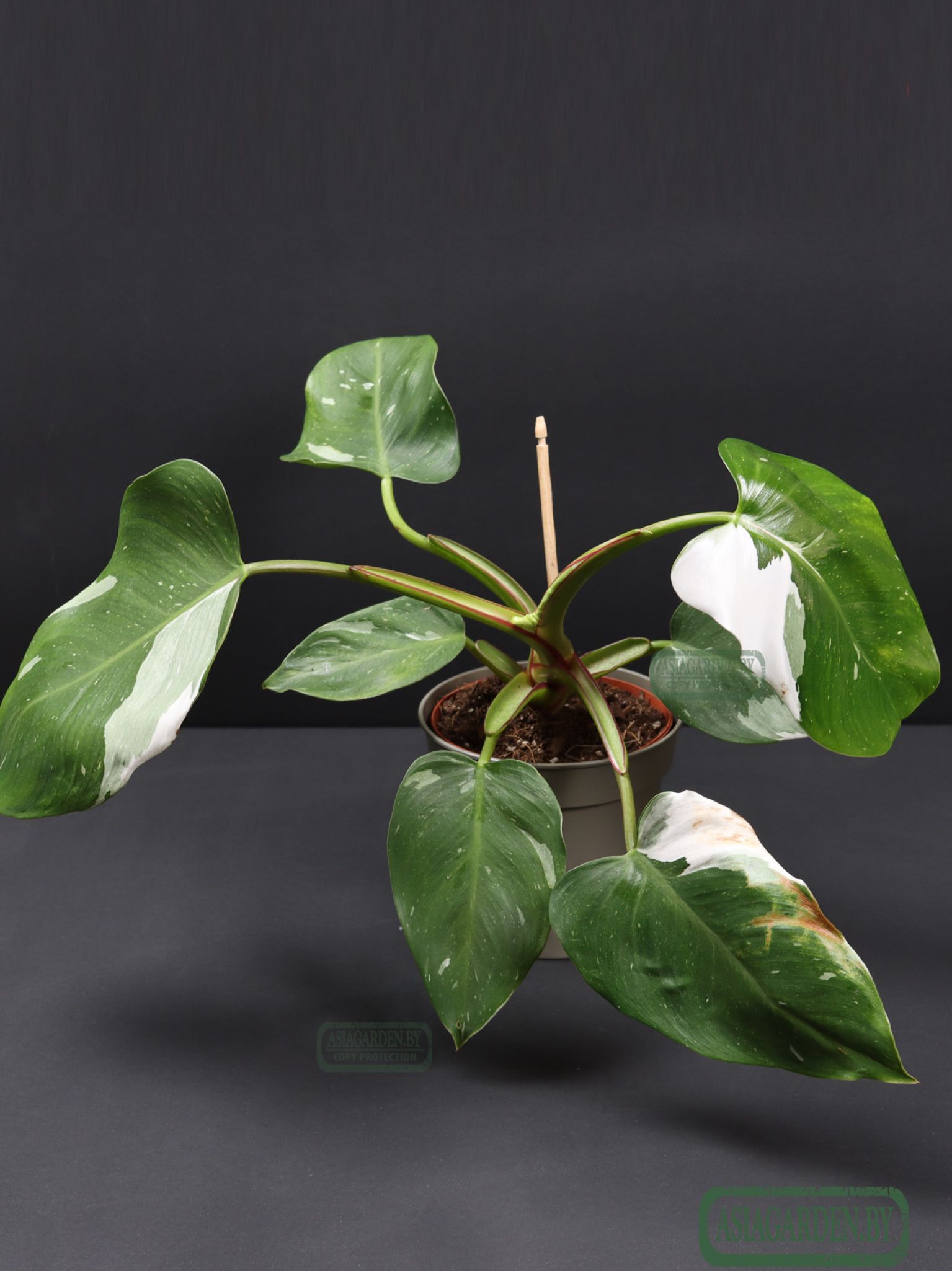 Philodendron erubescens 'White Princess'