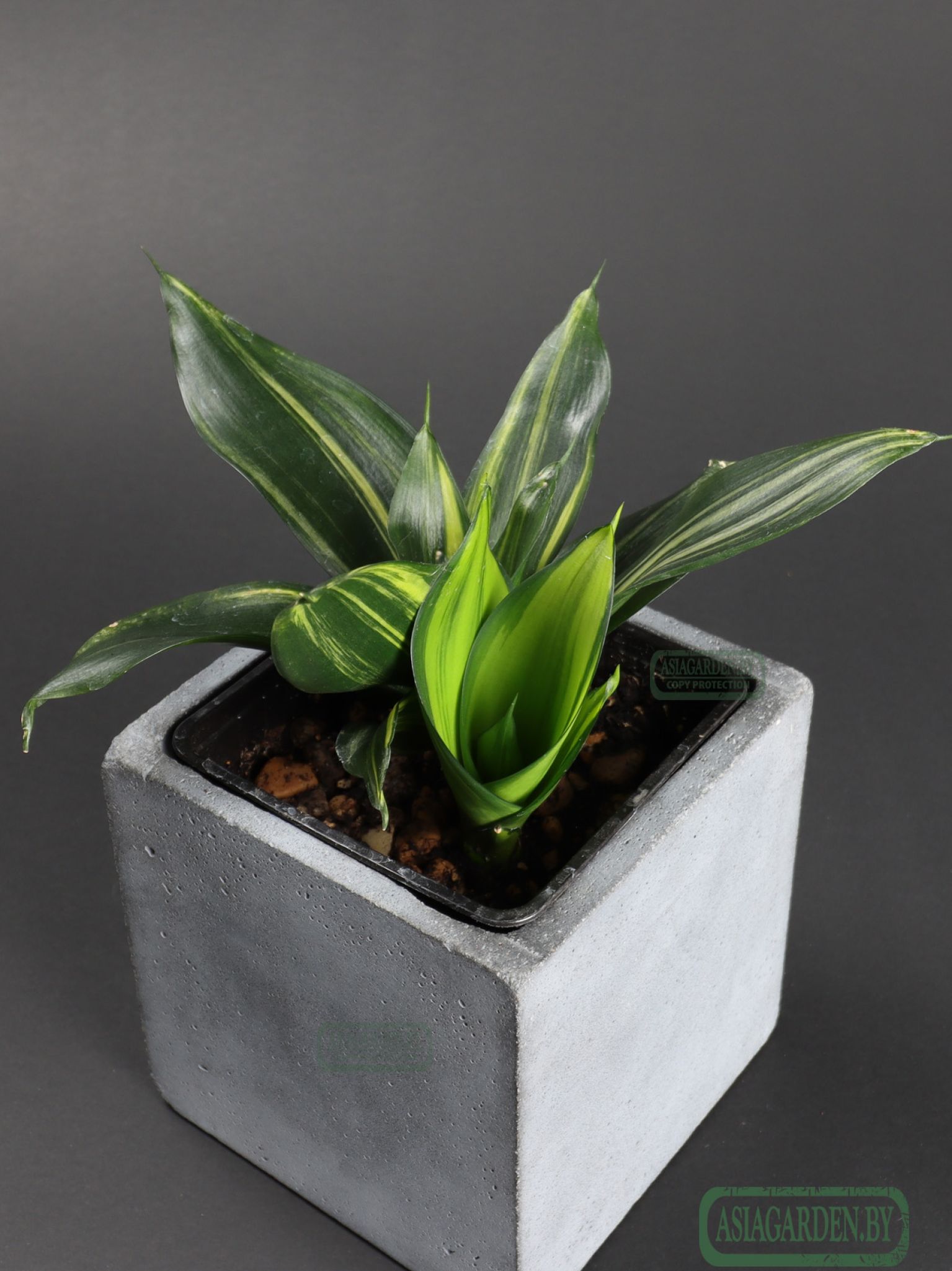 Sansevieria trifasciata 'Hahnii Green Mould'