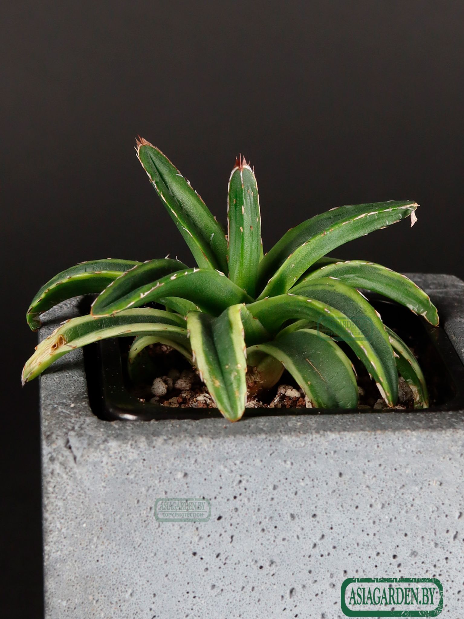 Agave Cream Compact