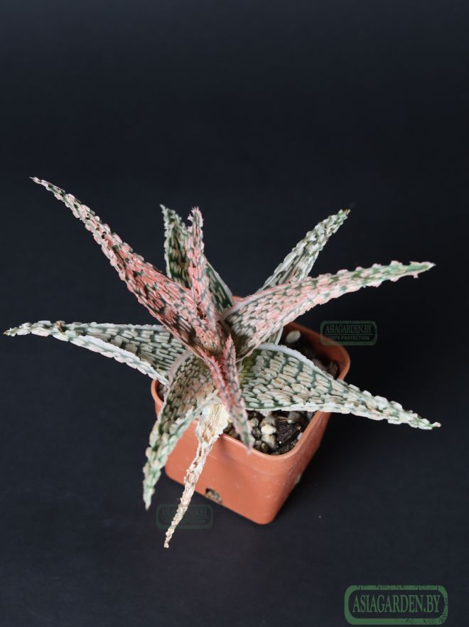 Aloe 'Christmas Carol'