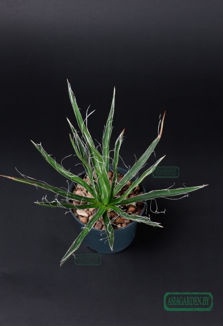 Agave Filifera