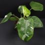 Philodendron erubescens 'White Princess'