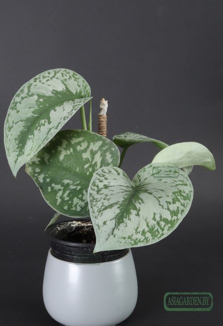 Scindapsus pictus 'Exotica'