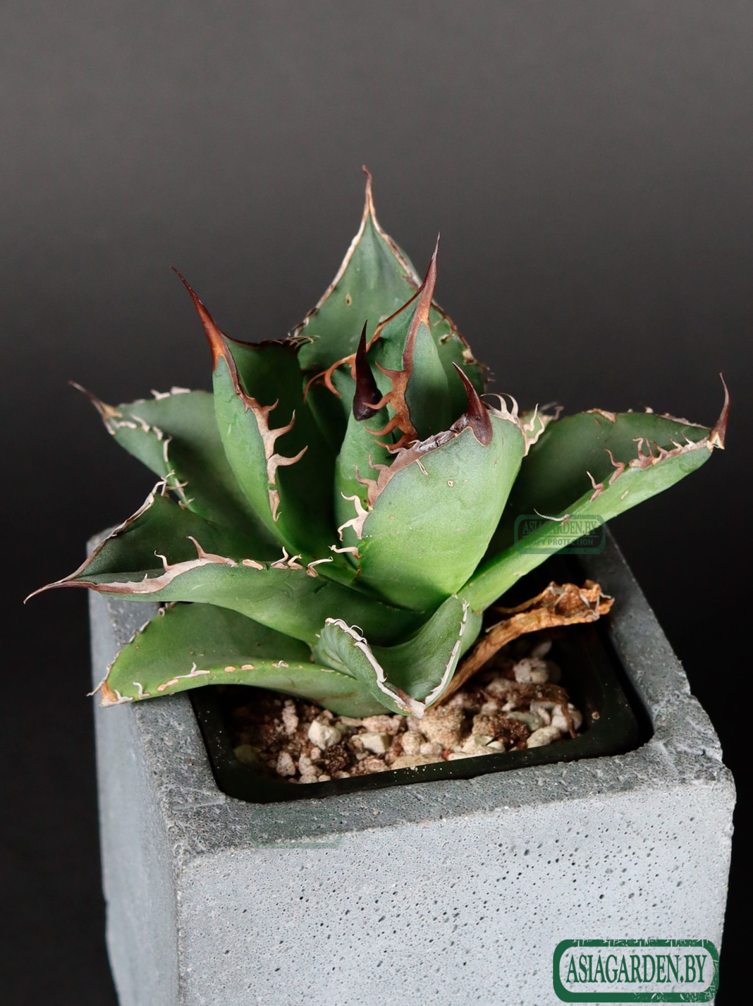Agave titanota