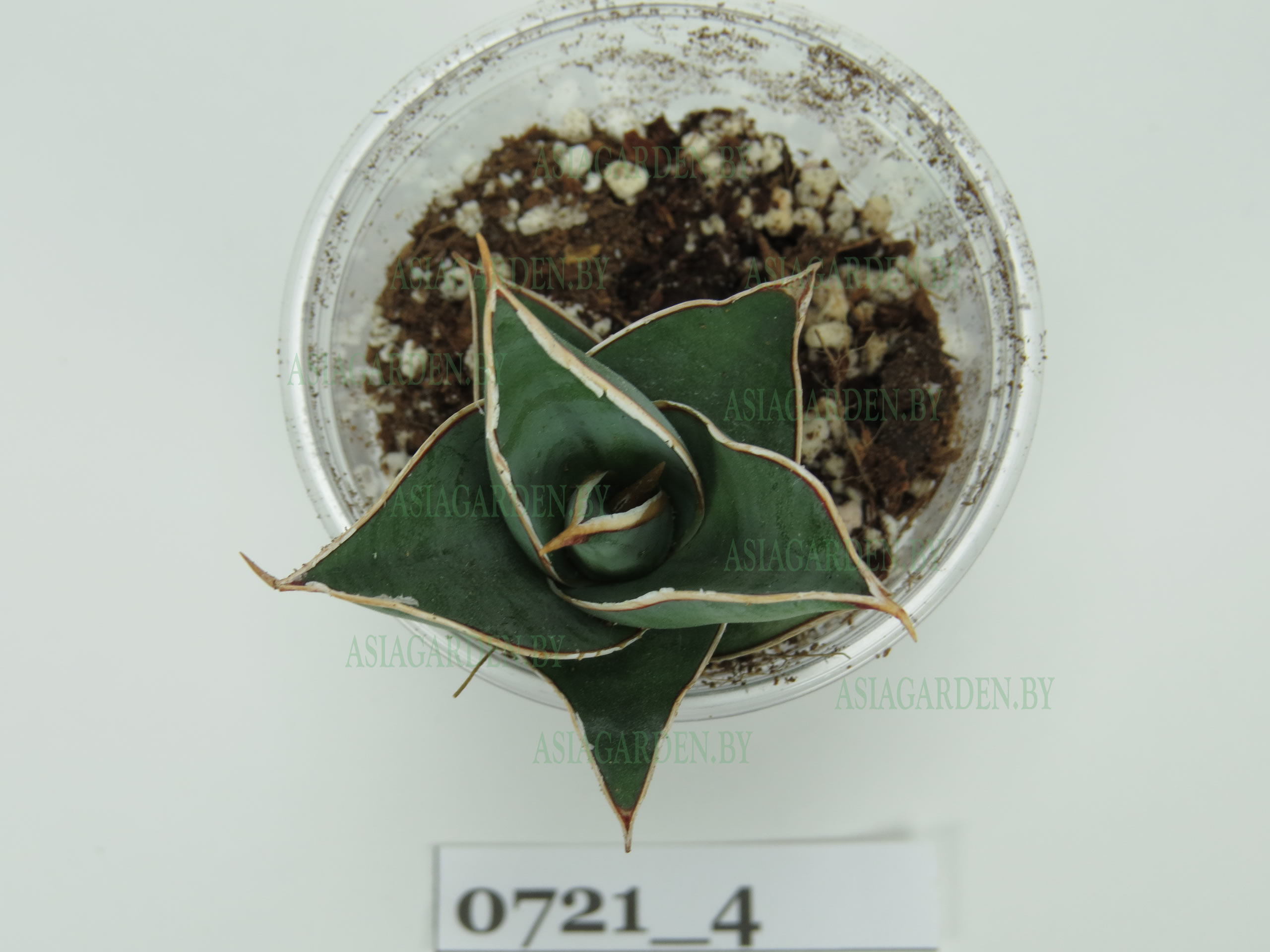 Pinguicula-0721-4_top-2