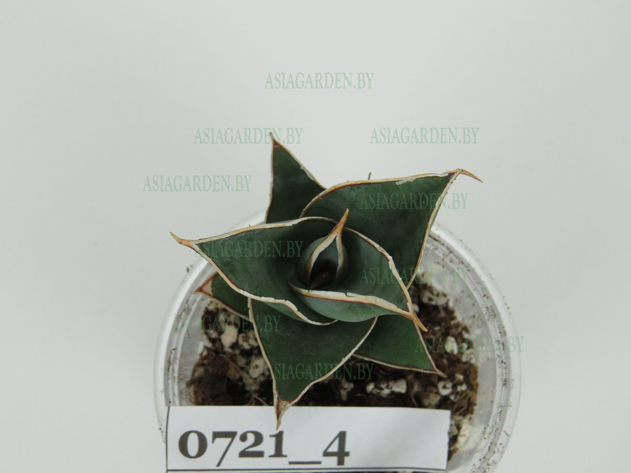 Pinguicula-0721-4_top