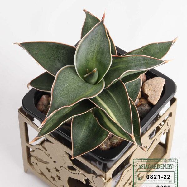 Sansevieria Robusta (id:0821-22)