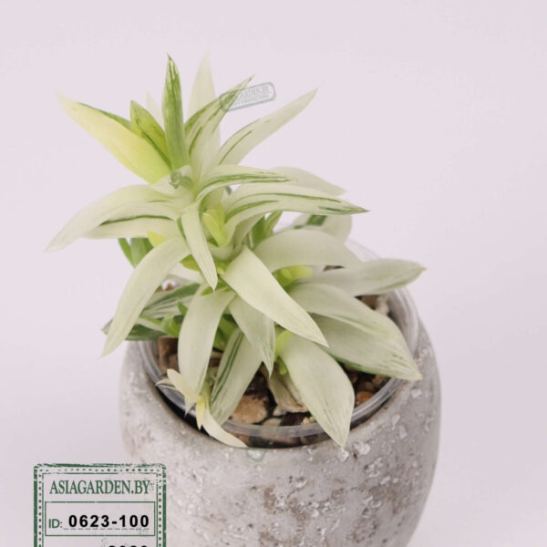 Хавортия Ладьевидная Вариегата